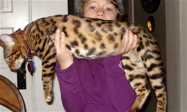 Bengal Cat Size