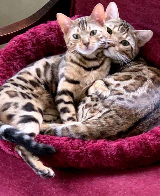 EnchantedTails Bengal Cats Rachani Belle's Available Purebred