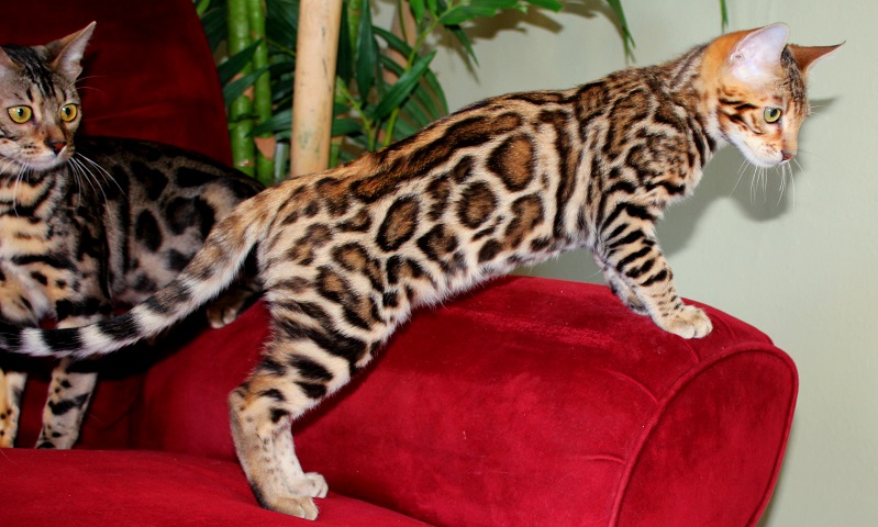 EnchantedTails Bengal Cats and Kittens 
