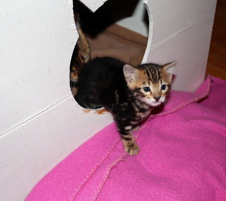 EnchantedTails Bengal Cats Rachani Belle's Available Purebred