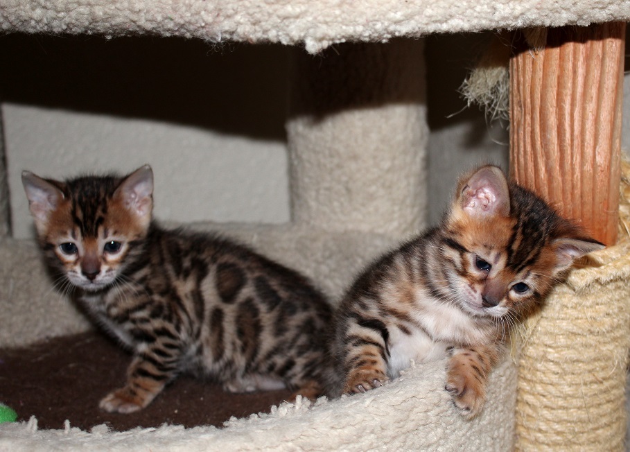 EnchantedTails Available Purebred, Registered Bengal Kittens and Cats