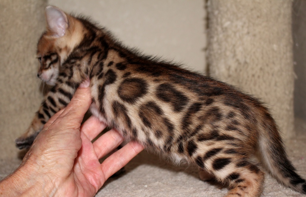 EnchantedTails Available Purebred, Registered Bengal