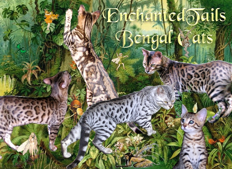 Cute Bengal cat - Exam says 100% healthy, he is TICA registered