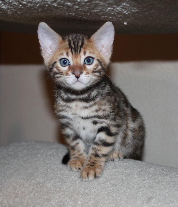 EnchantedTails Bengal Cats ~ Fairy Tale Rose's Available Purebred ...