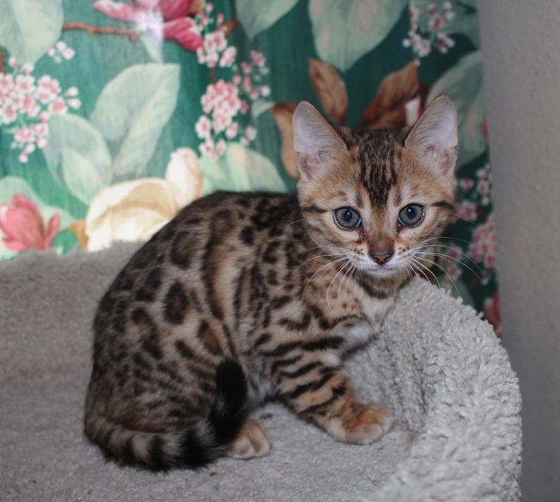 EnchantedTails Bengal Cats ~ Cherokee Rose's Available Purebred ...