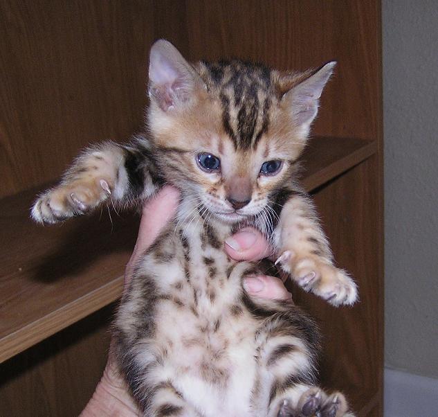 EnchantedTails Bengal Cats ~ Gingersnap's Available Purebred ...