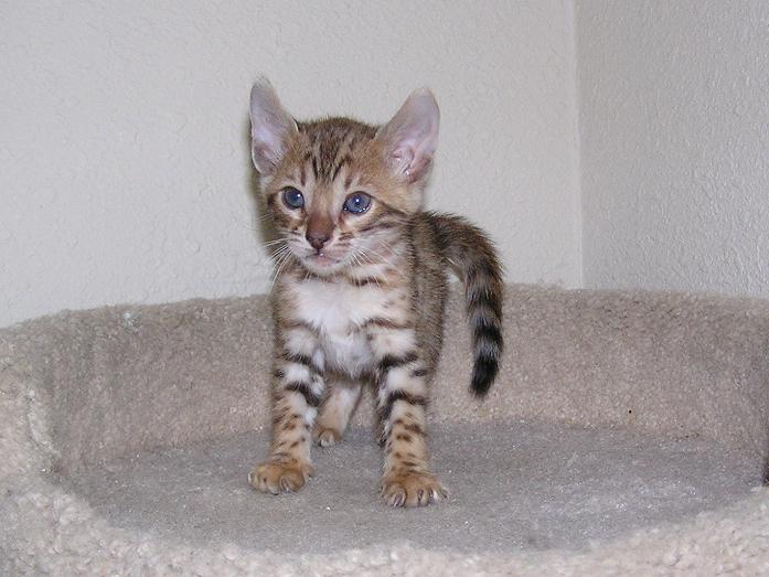 EnchantedTails Bengal Cats ~ Gingersnap's Available Purebred ...