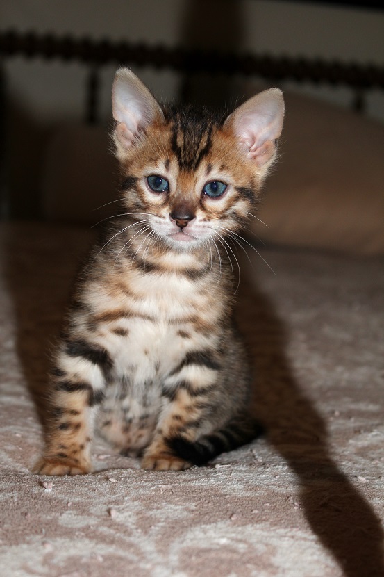 EnchantedTails Available Purebred, Registered Bengal Kittens and Cats For Sale From Columbia