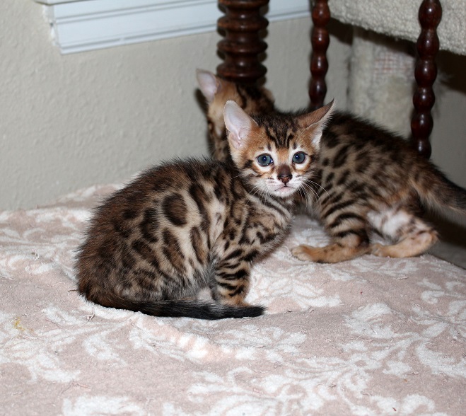 EnchantedTails Available Purebred, Registered Bengal Kittens and Cats