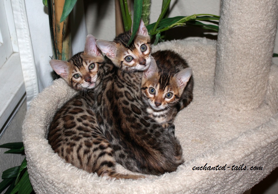 EnchantedTails Available Purebred, Registered Bengal Kittens and Cats